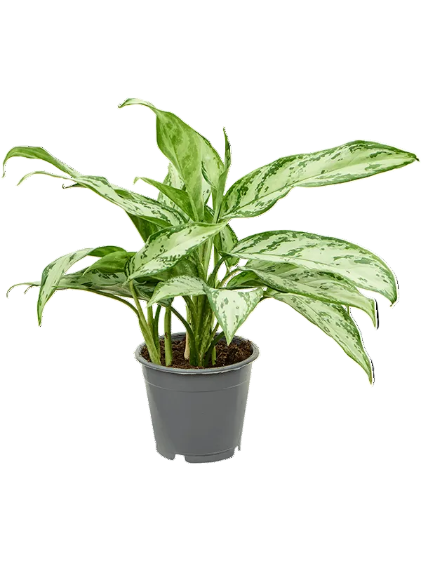 healthy mature Aglaonema 'silver queen' compact in a grey nursery pot