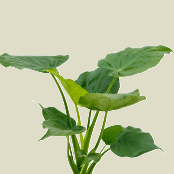 philodendron cucullata Alocasia Cucullata: Buddha's Hand Plant for Your Home
