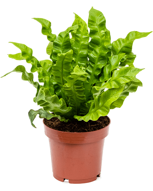Healthy Asplenium nidus ‘Crispy Wave’ Medium in a nursery pot. A perfect wavy-leaf fern for your indoor houseplant collection.