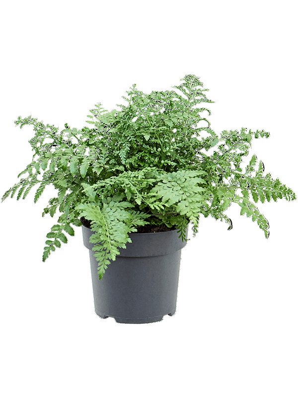 “Asplenium ‘Austral Gem’ in 12cm plastic nursery pot – pet-safe, low-maintenance indoor fern”
