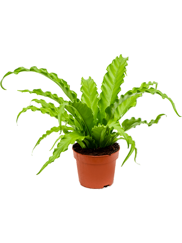 Asplenium ‘Osaka’ bird’s nest fern in nursery pot with arching, ruffled fronds and compact growth.
