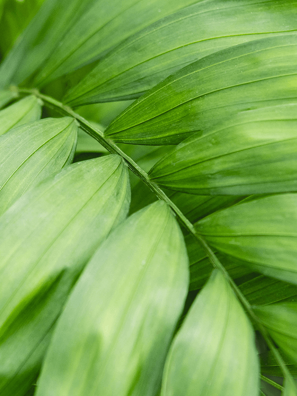 Chamaedorea elegans XL (Parlour Palm)