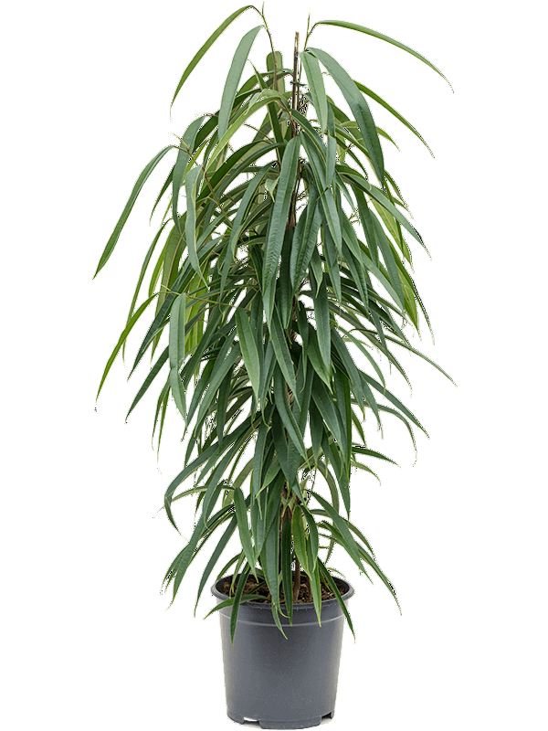 Ficus binnendijkii 'Alii' XL