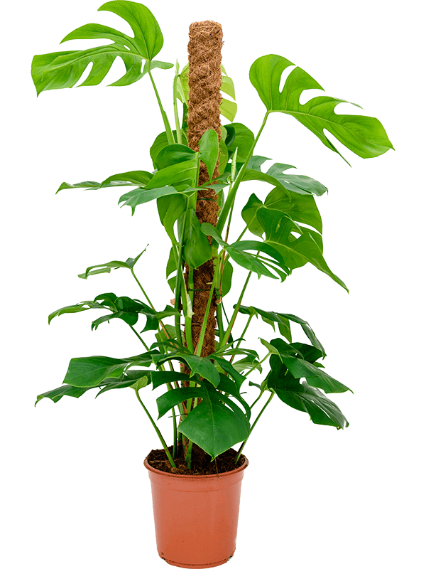 Large Monstera deliciosa XL mounted on a moss pole in a ceramic pot, featuring mature split leaves and vibrant green growth.
