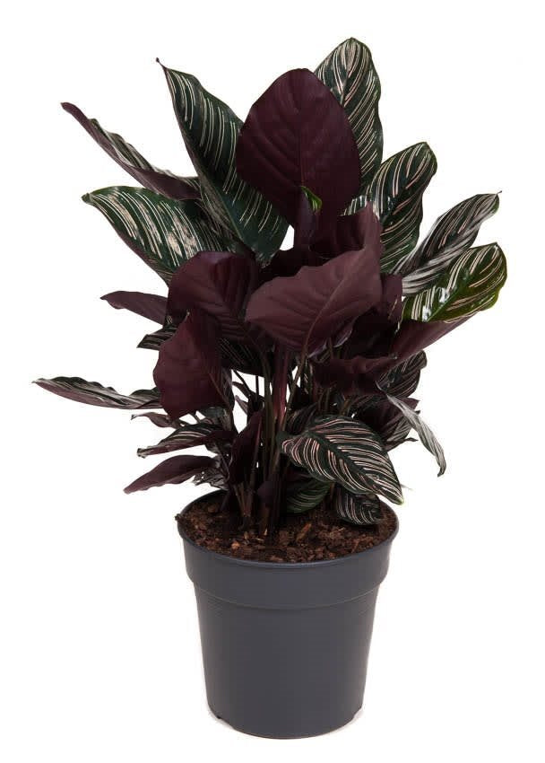 Goeppertia (Calathea) Ornata (Pinstripe) XL