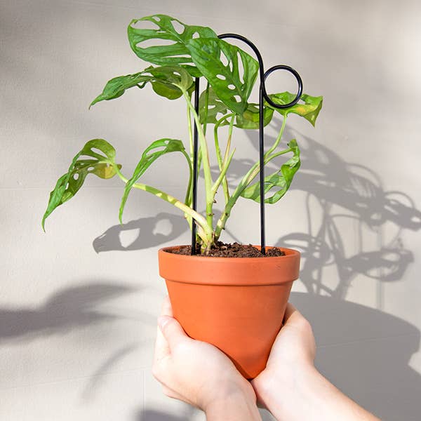 Mini Plant Stakes: Black -  Botanopia.