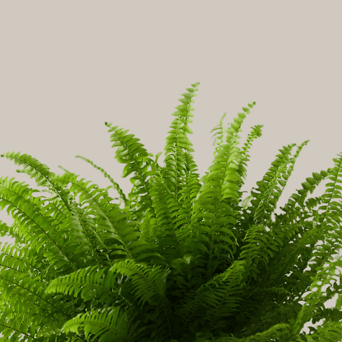 Nephrolepis exaltata 'Green Lady' (Boston Fern) L – Large, Approx. 40.0cm height – 17.0cm Pot Default Title 1