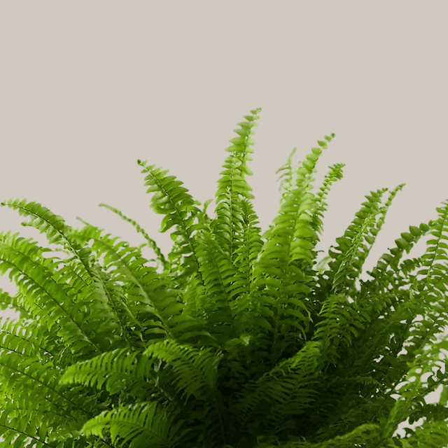 Nephrolepis exaltata 'Green Lady' (Boston Fern) L – Large, Approx. 40.0cm height – 17.0cm Pot Default Title 1