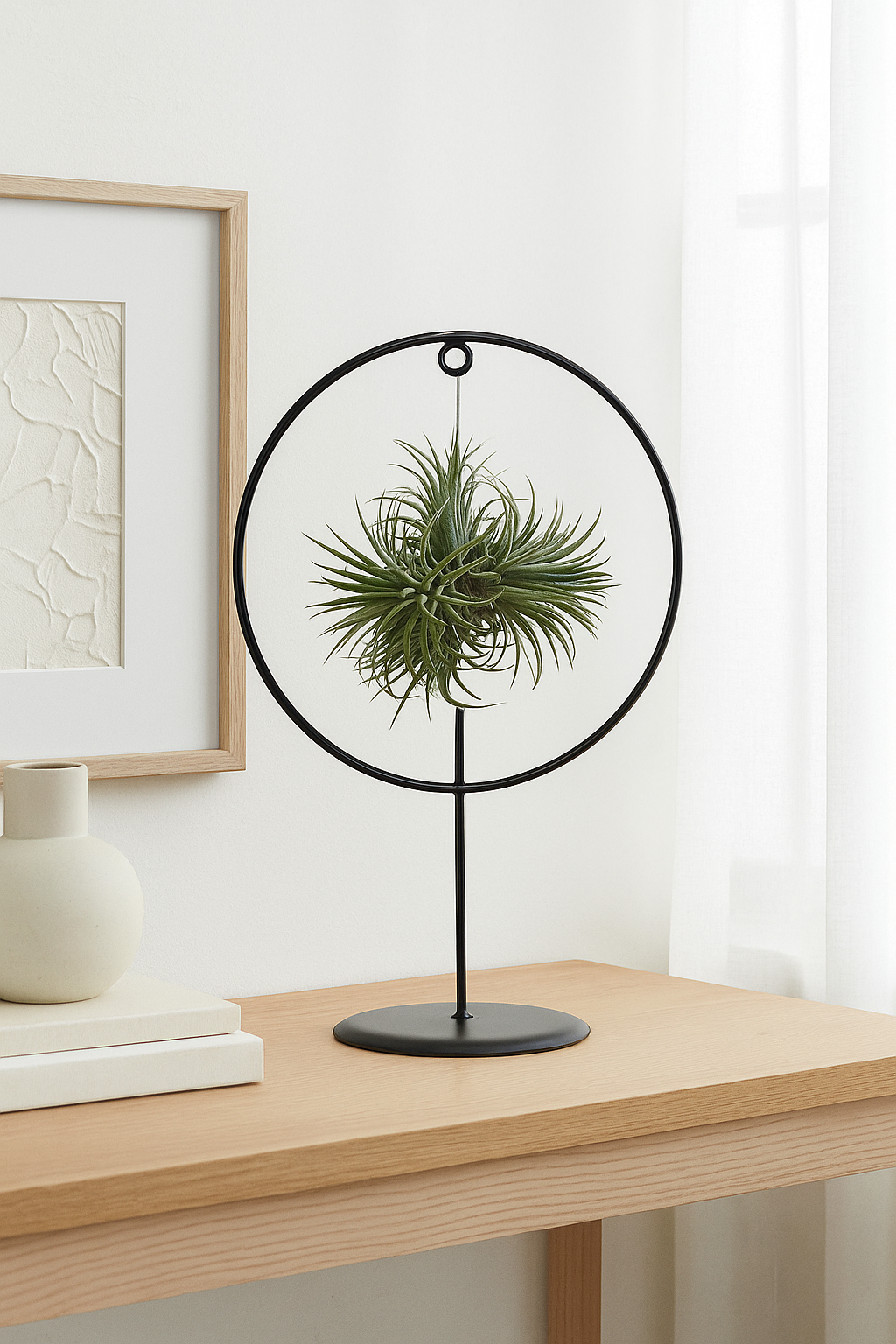 Tillandsia Ionantha (air plant) in Black Metal Stand – A Modern Air Plant Display
