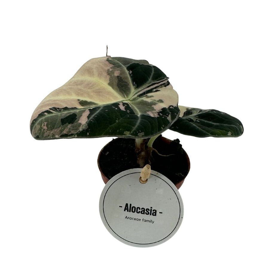 Potted pink black velvet Alocasia plant with a label on a white background