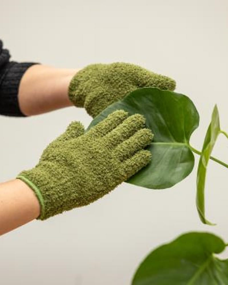 leaf dusting gloves in use on monstera leaf 