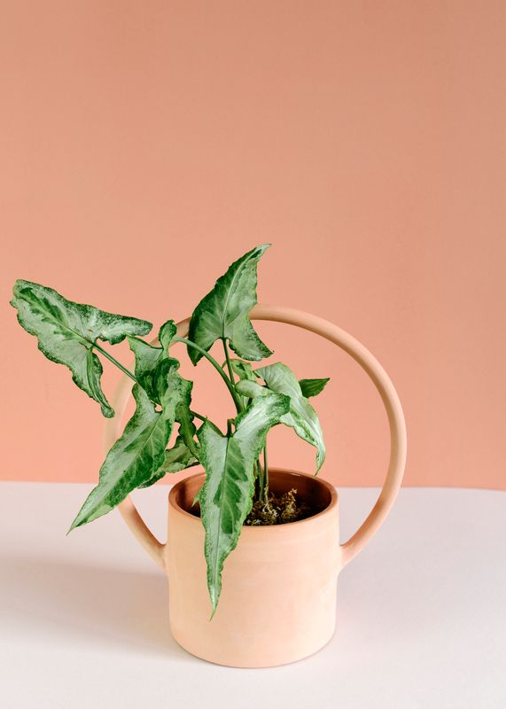 Syngonium Podophyllum Magic Marble de Plant Circle – Mediano, aprox. 25 cm de altura – Maceta de 12 cm
