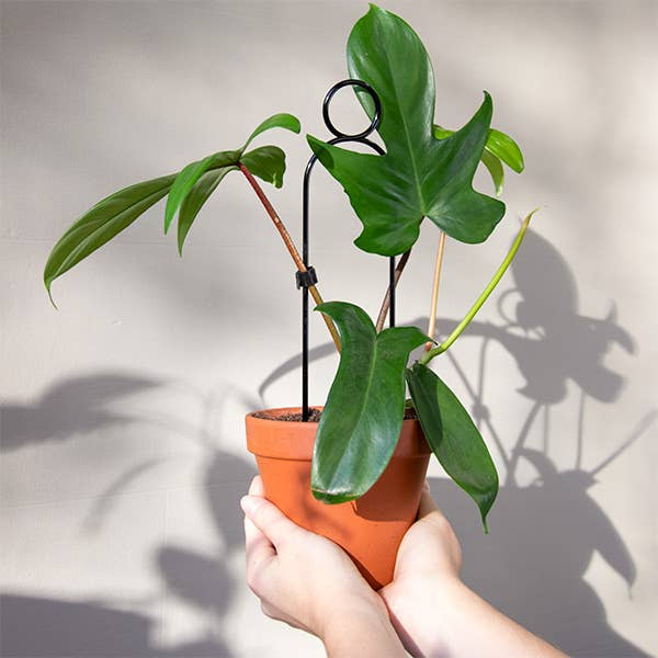 Mini Plant Stakes: Black -  Botanopia.