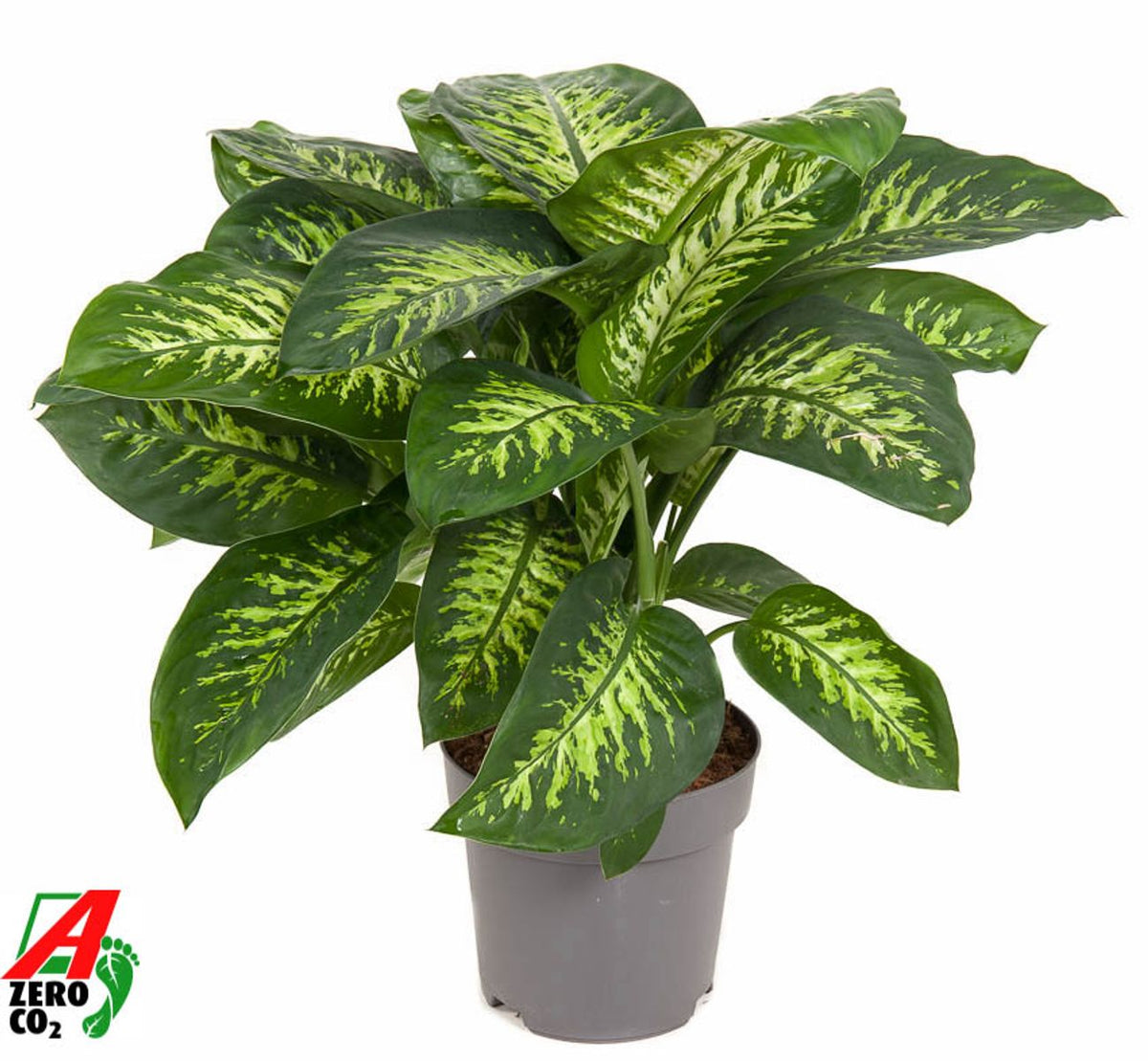 Dieffenbachia 'Reeva' XL