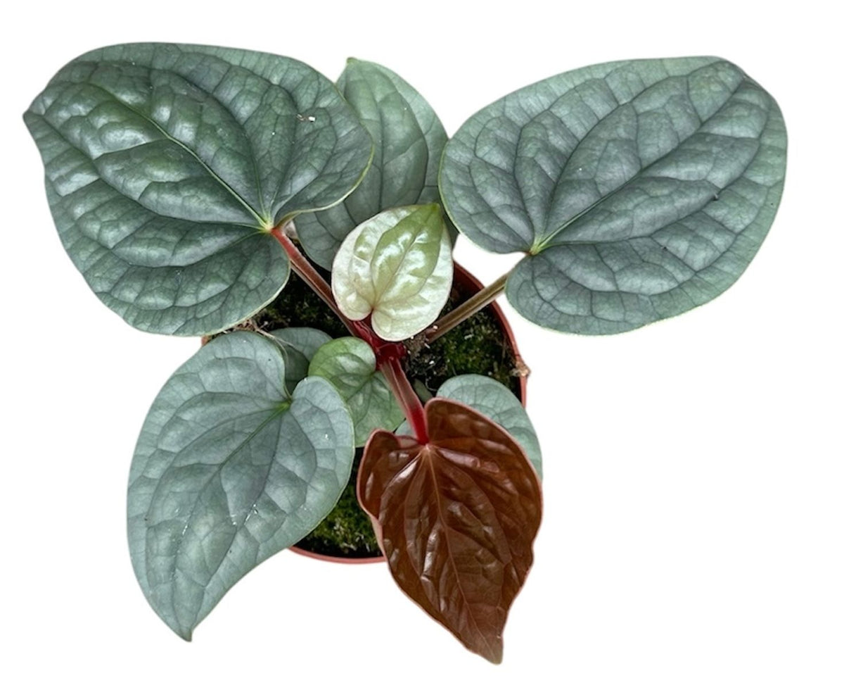 Top view of Anthurium luxurians medium showing mature quilted foliage and bright bronze emergent leaves – rare houseplant perfect for collectors