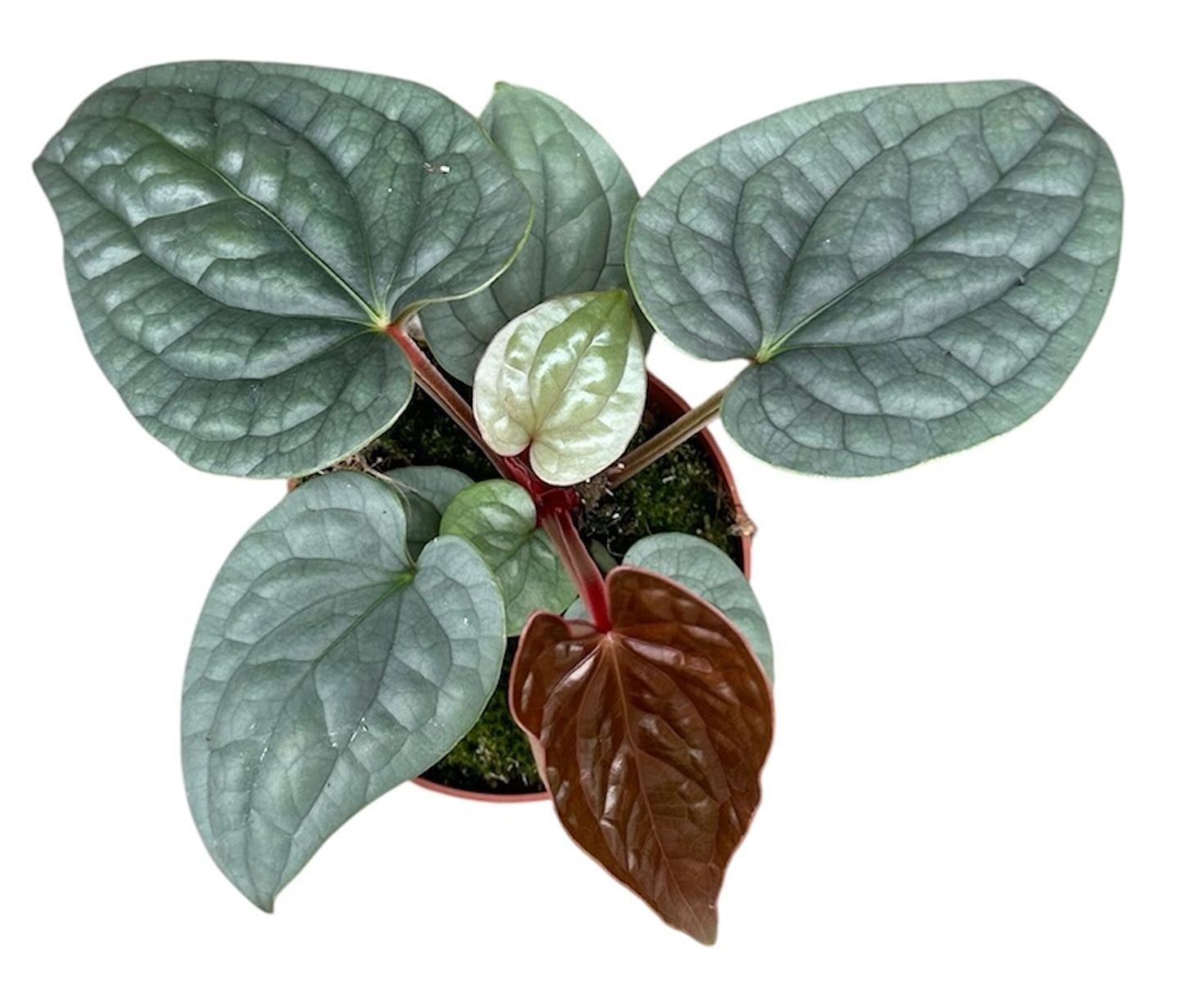 Top view of Anthurium luxurians medium showing mature quilted foliage and bright bronze emergent leaves – rare houseplant perfect for collectors