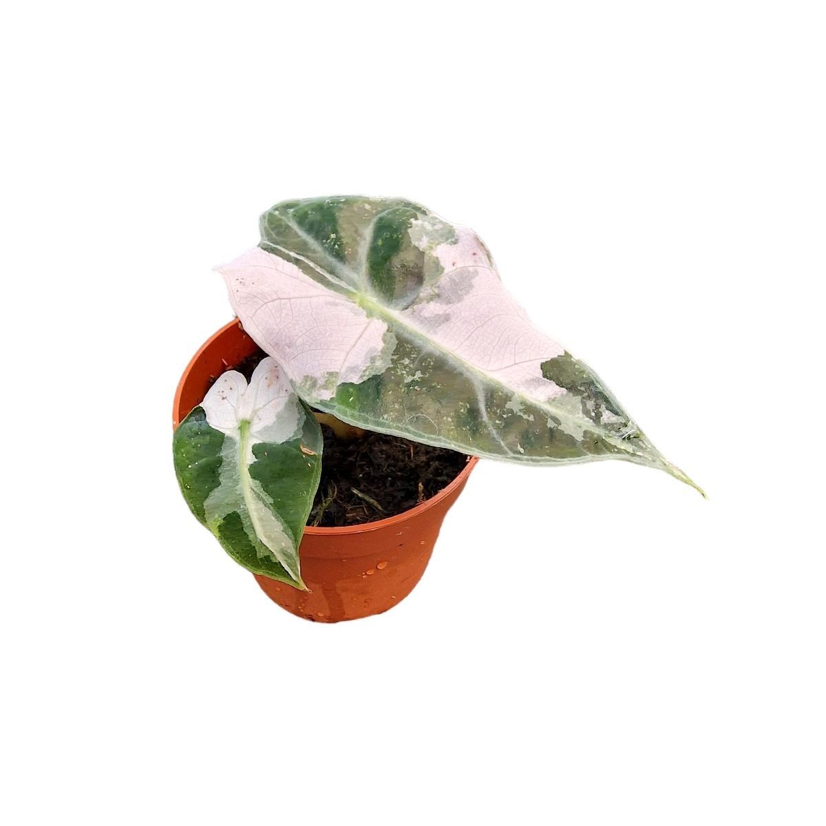 Potted pink polly variegata alocasia with white and green leaves on a white background