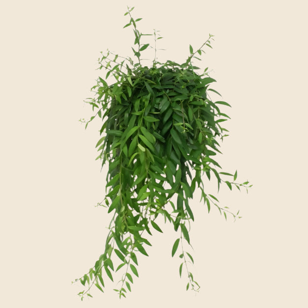 Aeschynanthus 'japhrolepis' (cascading lipstick plant) Large -  Hillplant (handmatig).