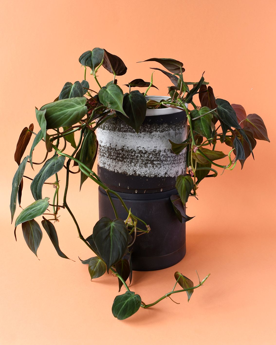 A trailing houseplant with dark green and burgundy heart-shaped leaves growing in a dark ceramic pot with a white speckled band, set against a solid peach background.
