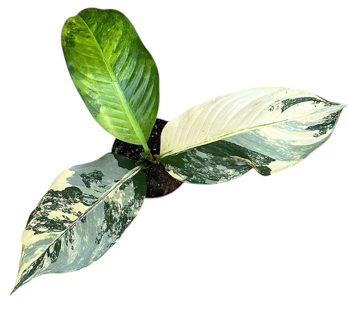 Dieffenbachia seguine 'Big Ben' Variegata Large
