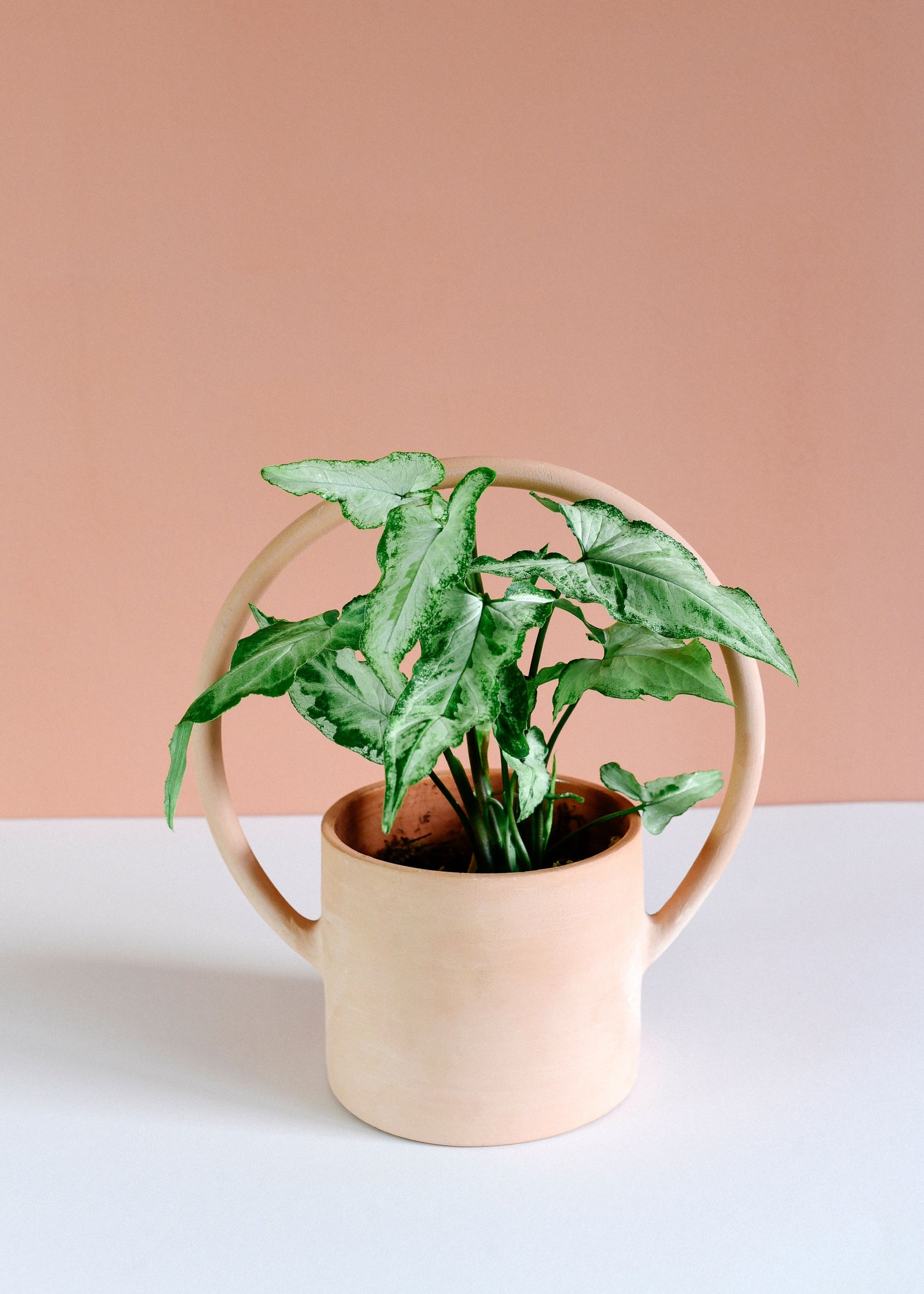 Syngonium Podophyllum Magic Marble de Plant Circle – Mediano, aprox. 25 cm de altura – Maceta de 12 cm