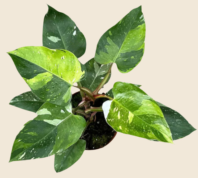 Philodendron 'Fresh Aurea' ('White Princess Aurea Tricolor') Large -  Geen.