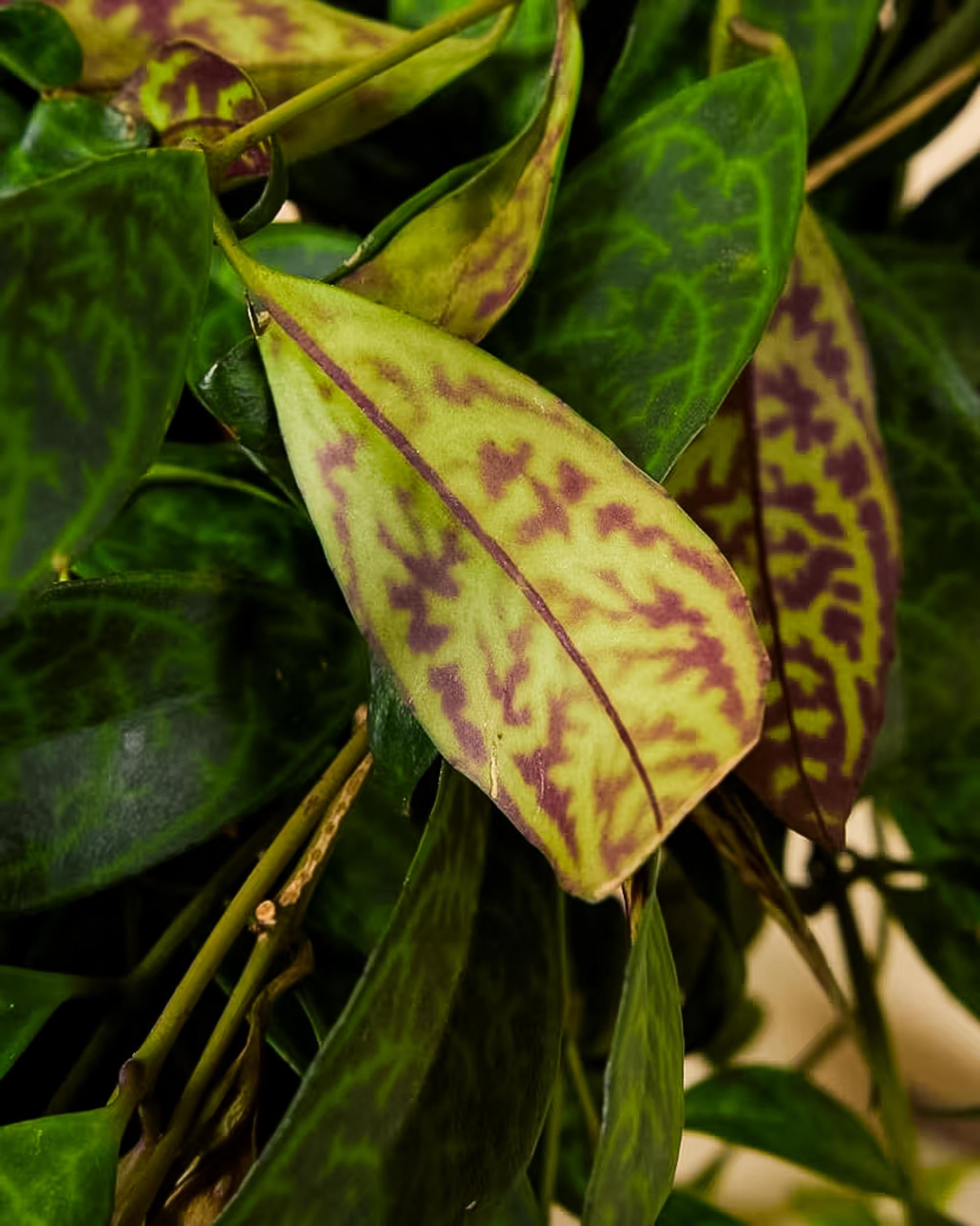 Close-up of Aeschynanthus marmoratus leaf showing unique marbled pattern in green and burgundy tones.
