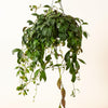 Large Aeschynanthus marmoratus in hanging pot with cascading green foliage and spotted, marbled leaf patterns.
