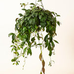 Large Aeschynanthus marmoratus in hanging pot with cascading green foliage and spotted, marbled leaf patterns.
