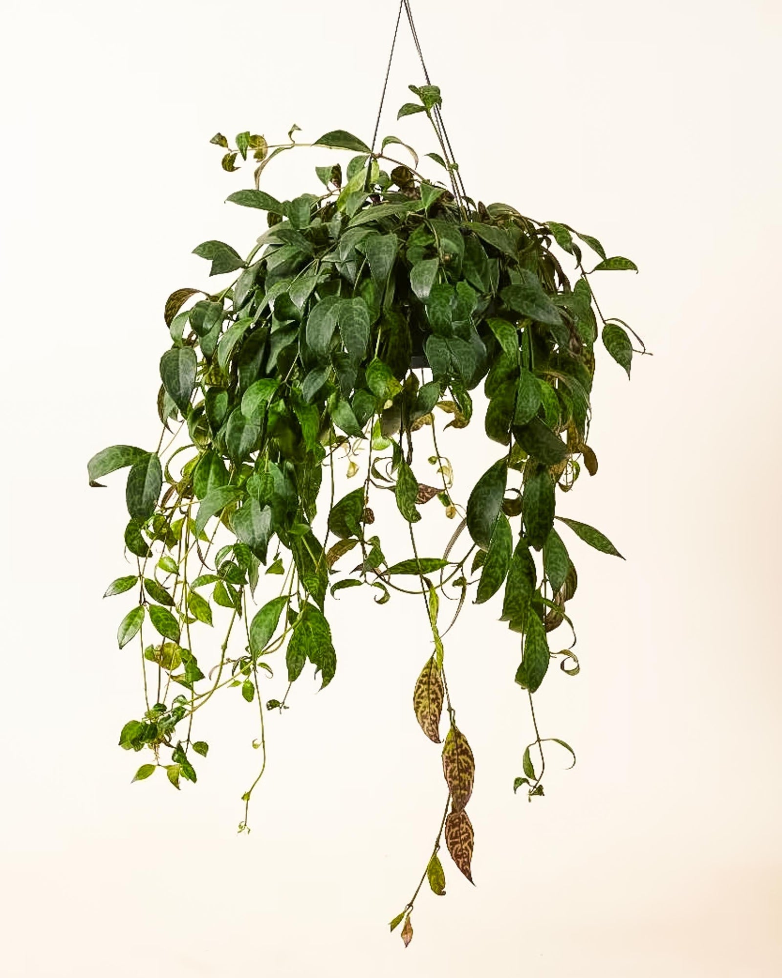 Large Aeschynanthus marmoratus in hanging pot with cascading green foliage and spotted, marbled leaf patterns.
