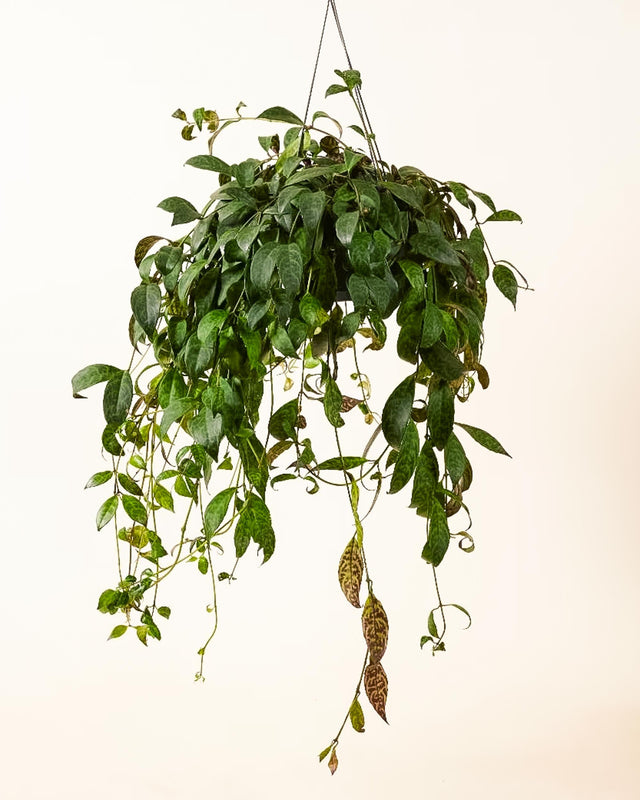 Large Aeschynanthus marmoratus in hanging pot with cascading green foliage and spotted, marbled leaf patterns.
