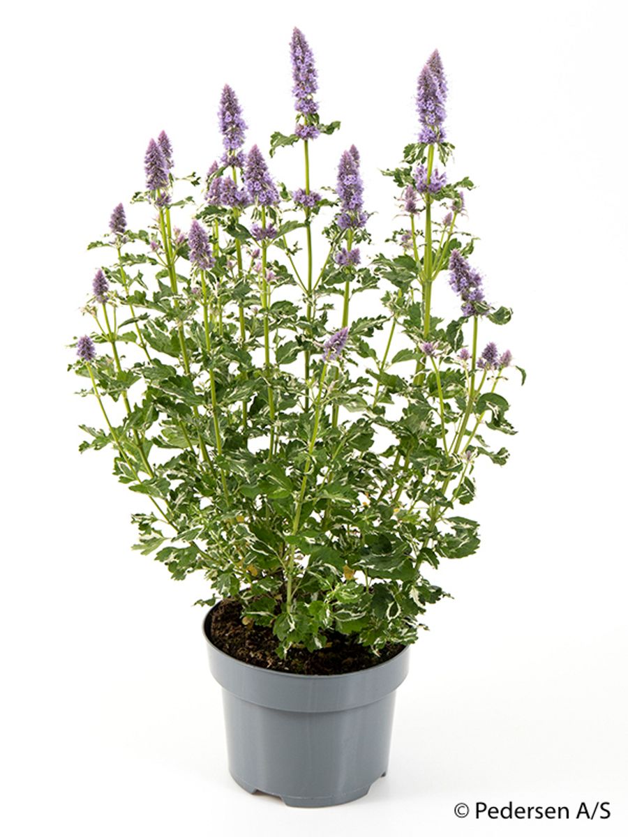 Agastache ‘Blue Fortune’ – Outdoor Balcony Plant | Pollinator-Friendly Perennial | 1 or 3 Pack