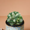 Agave potatorum Ouhi-Raijin variegata