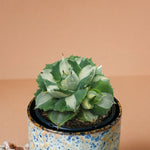 Agave potatorum Ouhi-Raijin variegata
