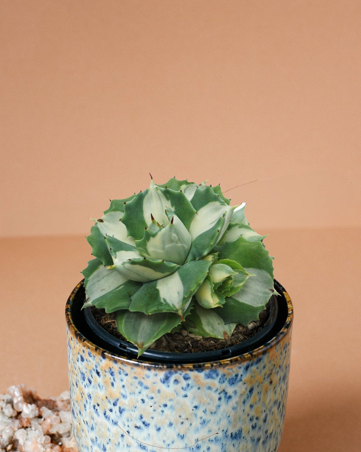 Agave potatorum Ouhi-Raijin variegata