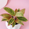 Aglaonema_2_1