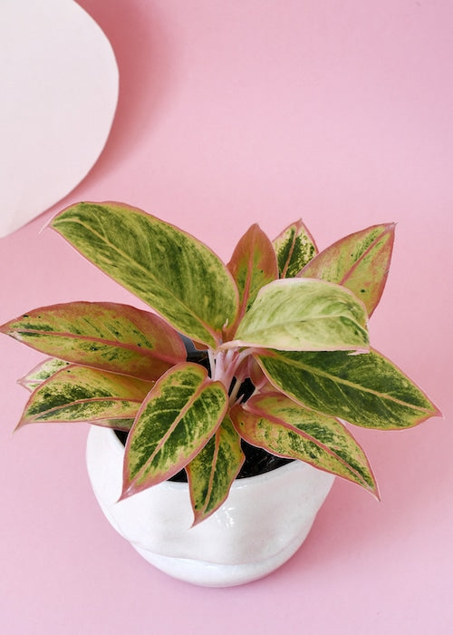 Aglaonema_2_1