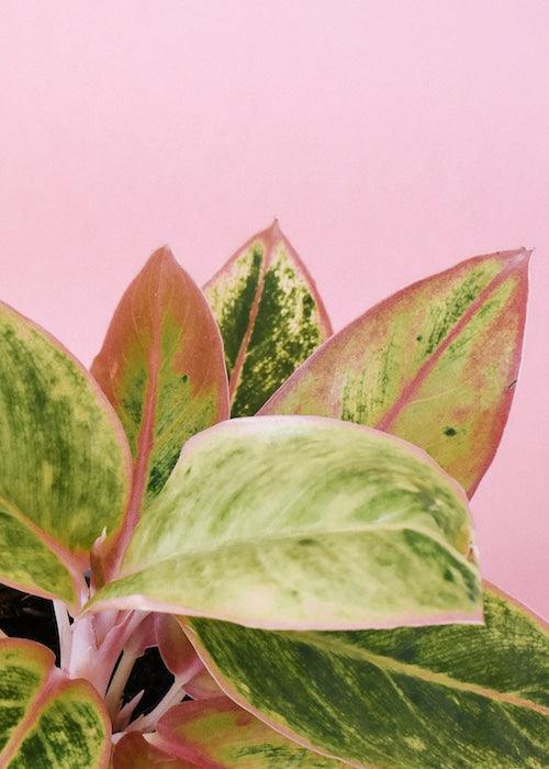 Aglaonema Salmon Fantasy – Medium, Approx. 30.0cm height – 12.0cm Pot 2