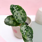 Aglaonema pictum tricolor