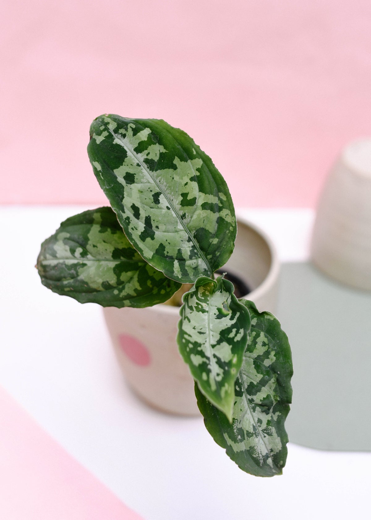 Aglaonema Pictum ANG-F1-381 アグラオネマピクタム ANG-F1-381大株