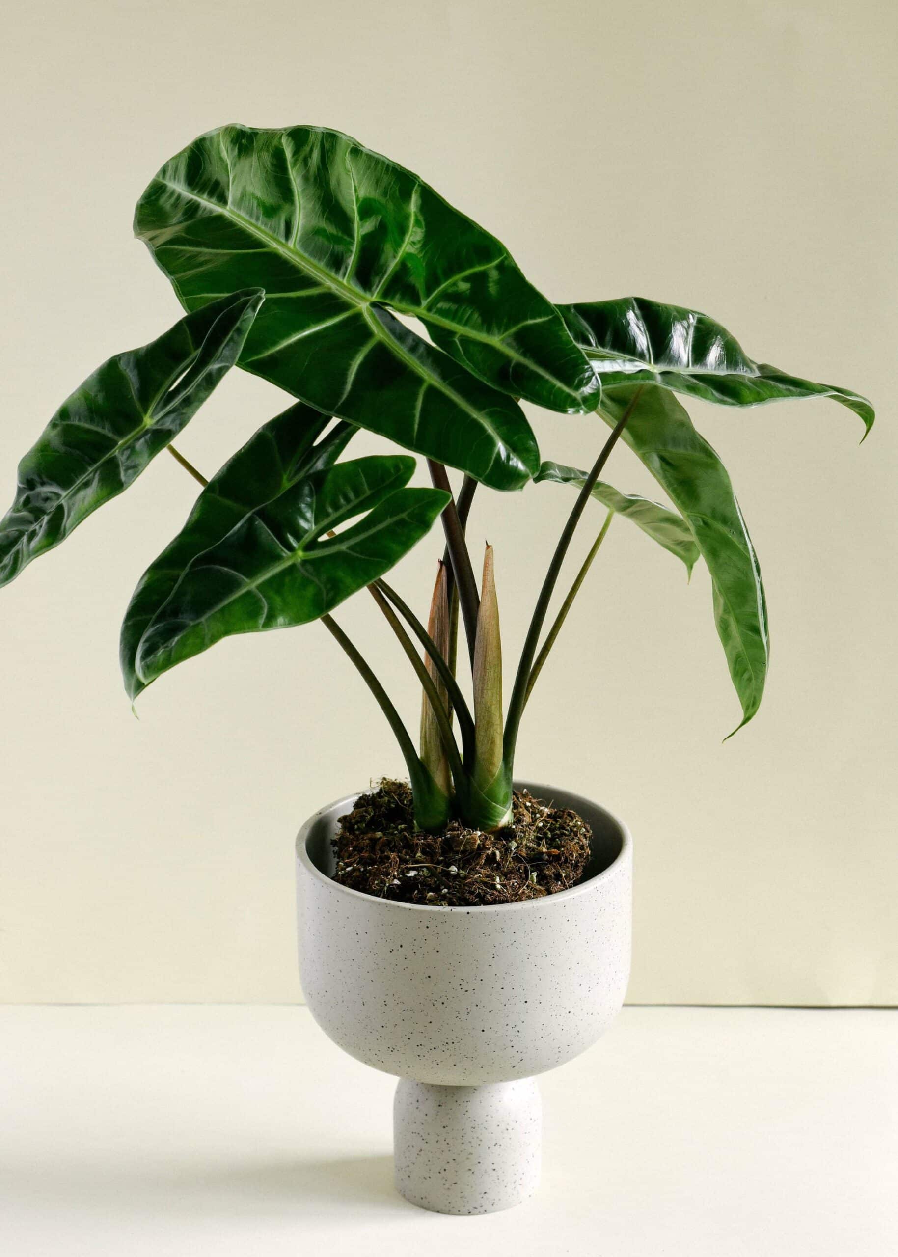 Alocasia_1