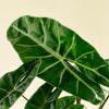 Alocasia_2