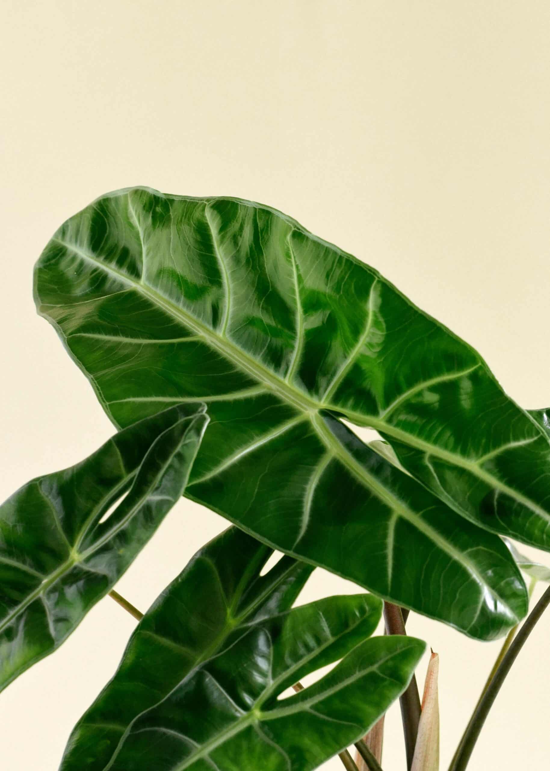 Alocasia_2