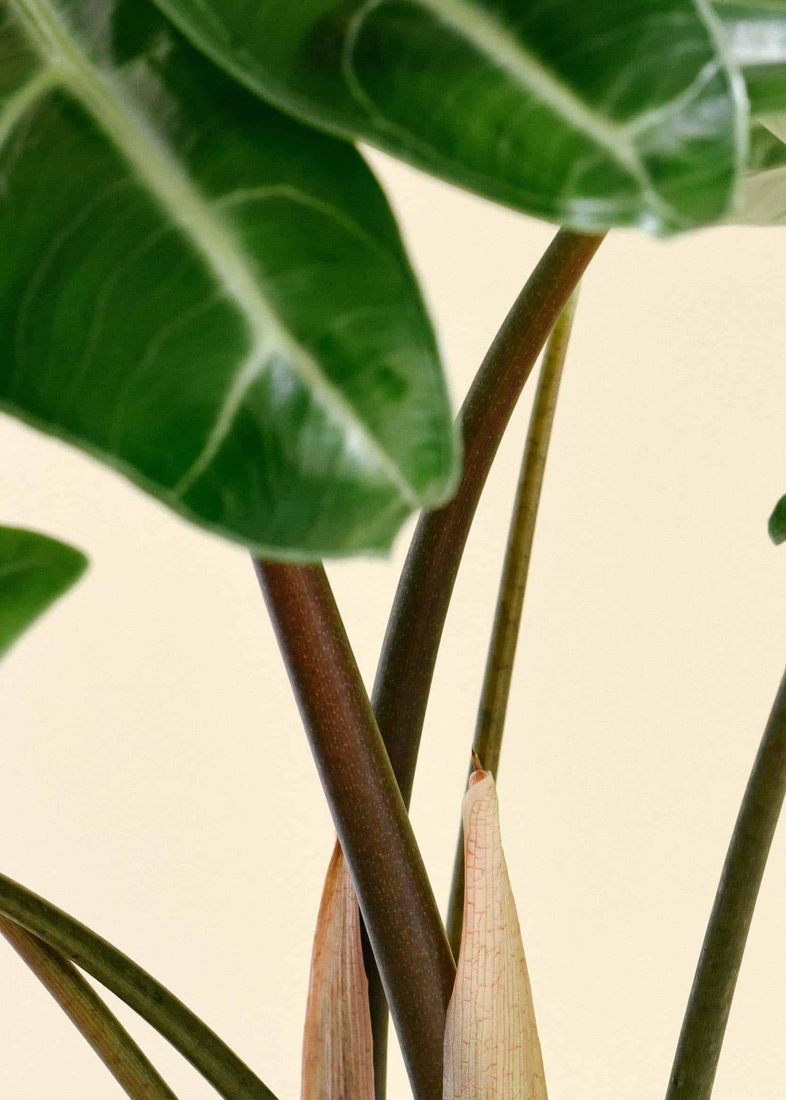 Healthy Alocasia Longiloba L by Plant Circle – Medium, Approx. 40.0cm height by Plant Circle – 14.0cm Pot. A perfect alocasia longiloba l by plant circle – medium, approx. 40.0cm height by plant circle – 14.0cm pot for your indoor houseplant collection.