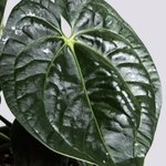 anthurium regale x luxurians