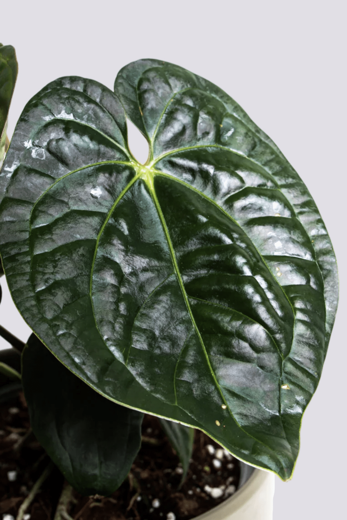 Anthurium Regale X Luxurians – Small, Approx. 15.0cm height – 10.5cm Pot Default Title 1