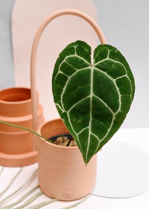 Healthy Anthurium Magnificum Baby. A perfect anthurium magnificum baby for your indoor houseplant collection.