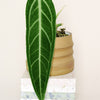 Anthurium Warocqueanum plant circle