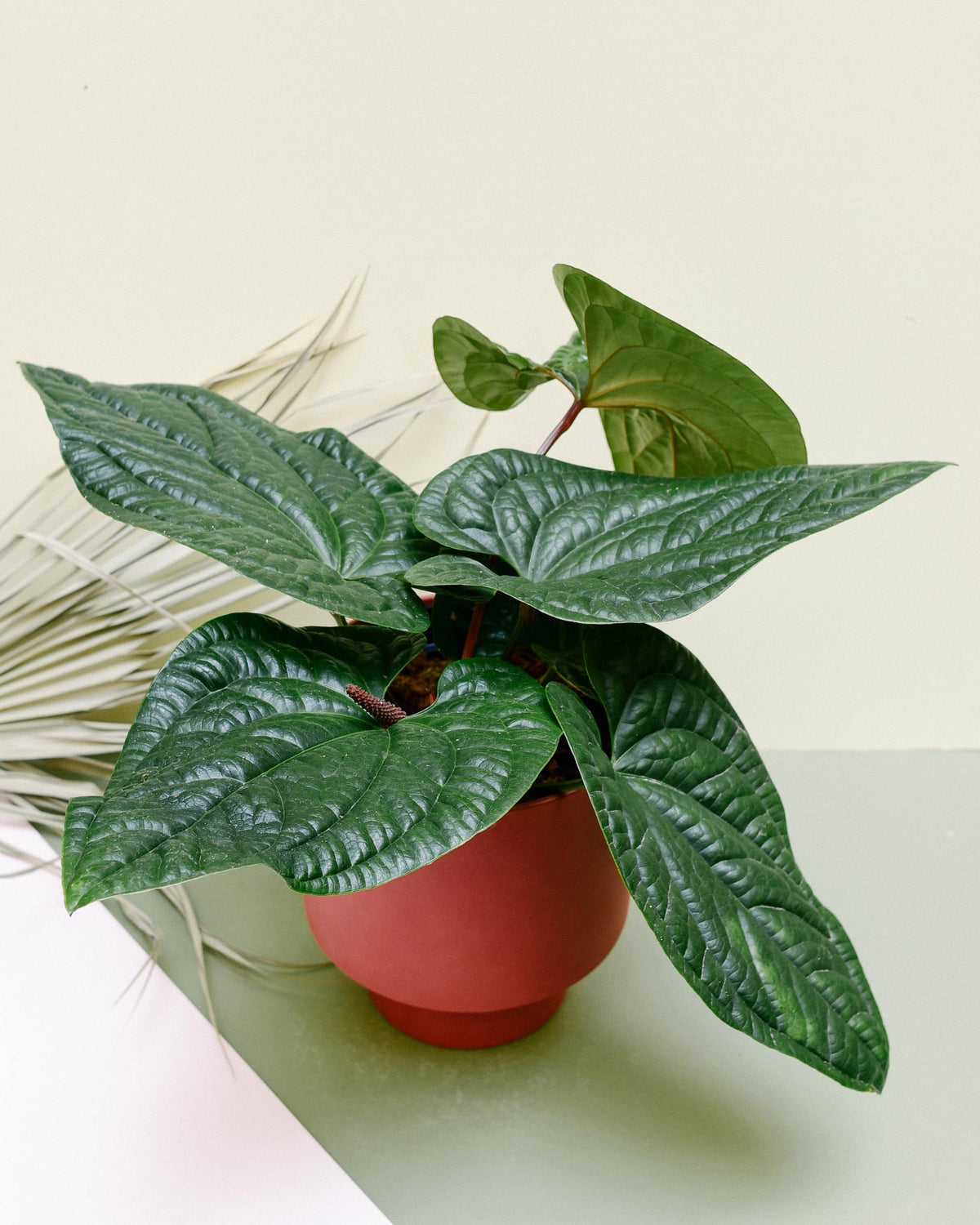 Anthurium Luxurians x Radicans Medium -  Geen.