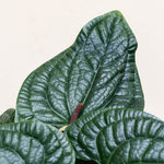 Anthurium Radicans x Luxurians M – Medium, Approx. 25.0cm height – 12.0cm Pot Default Title